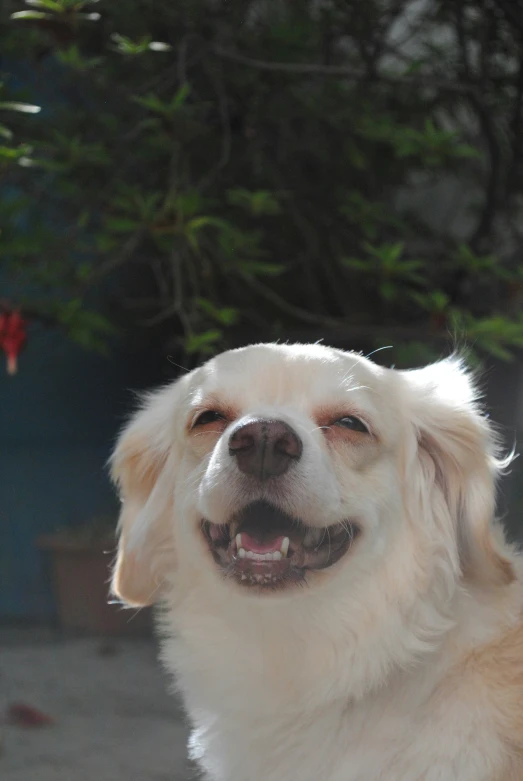 the dog is smiling as he looks out the window