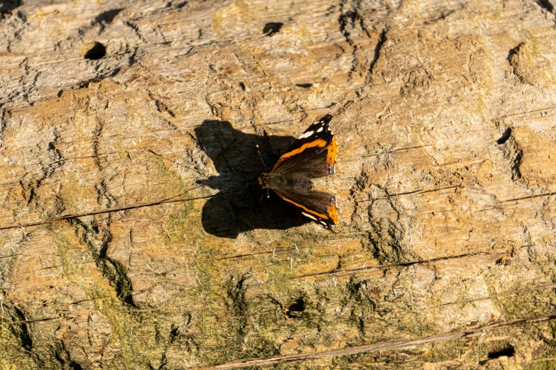 a brown and black erfly sitting on some wood