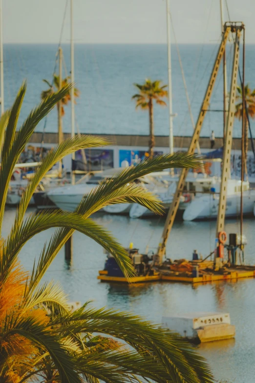 several boats docked near the shore with palm trees