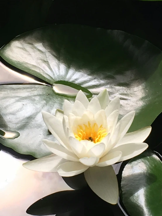a large white lily sitting in a body of water