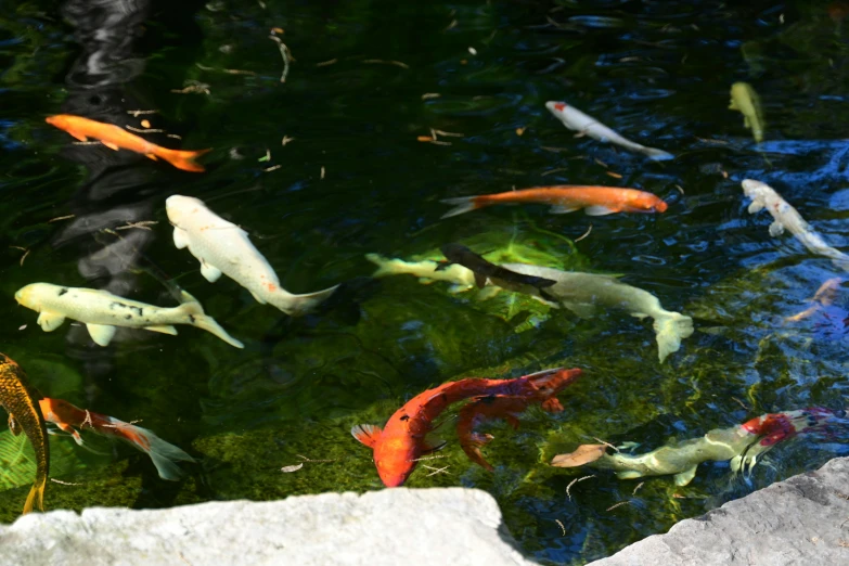 a group of koi fish are in the water