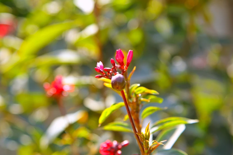 a nch of a tree that has red flowers on it