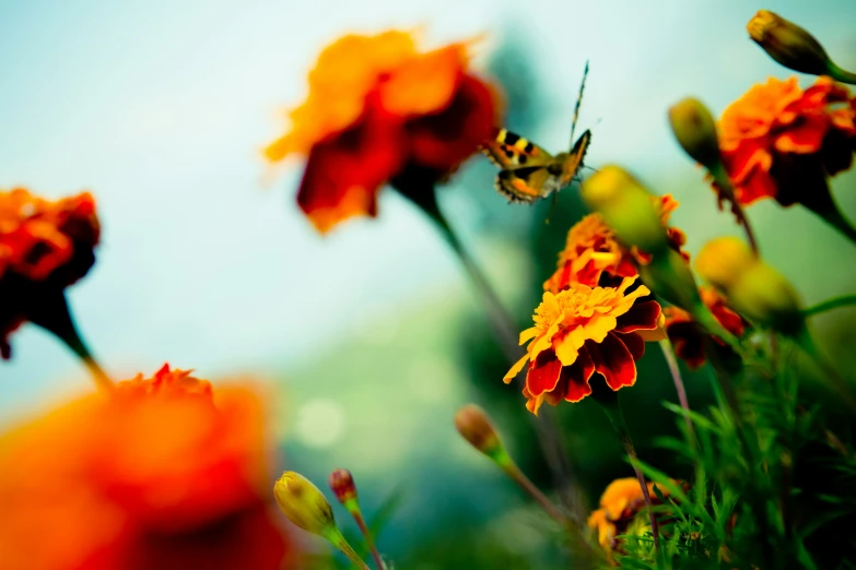 some flowers in a field and some orange yellow