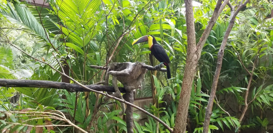 a colorful toucan perched on a nch surrounded by forest vegetation