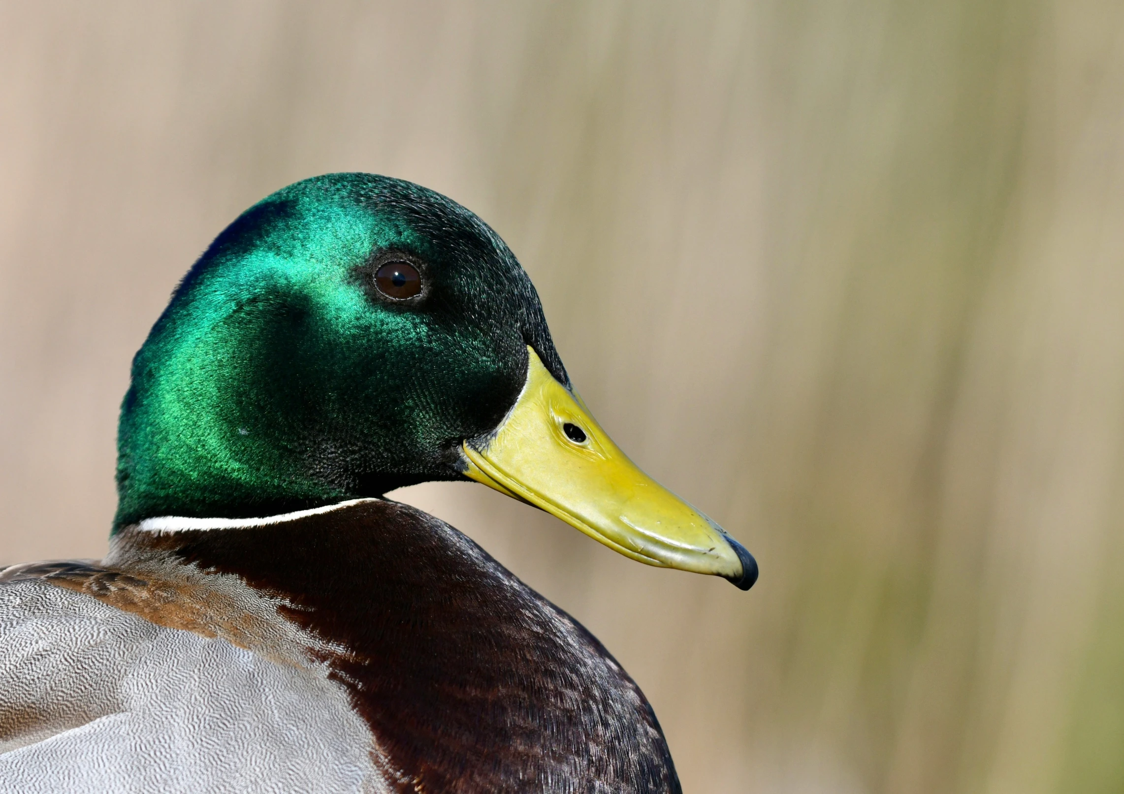 a green duck standing on top of a grass covered field