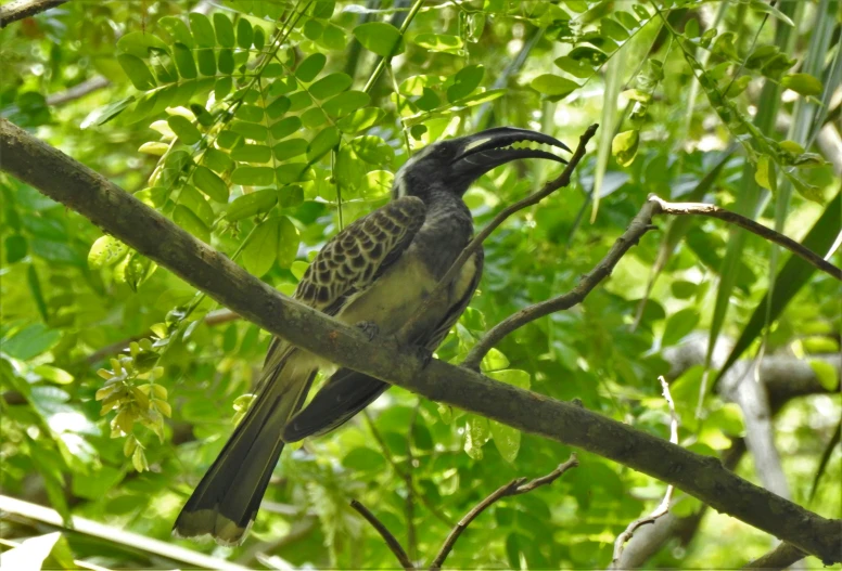 a bird is standing on a nch of a tree