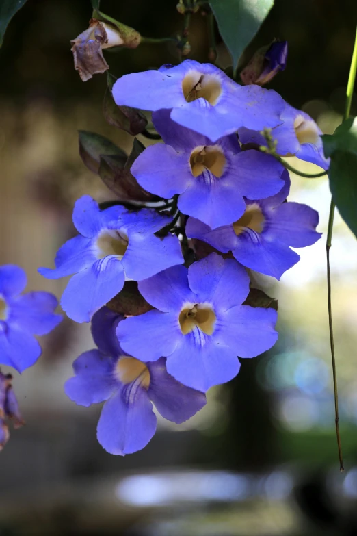 flowers blooming near green leaves and trees