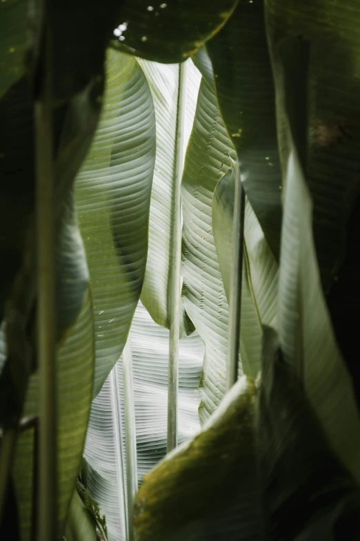 large plants and leaves with a sky background