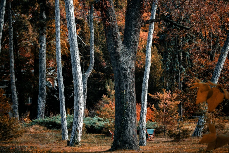 a horse standing in a forest near some tall trees