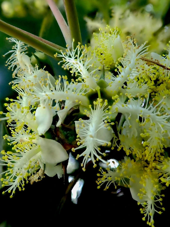 yellow and white flowers sitting in the middle of a forest