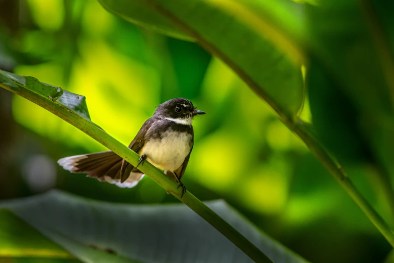 a bird that is sitting on top of a plant