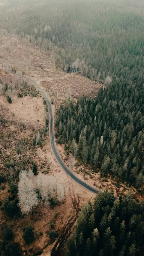 an aerial view of a road surrounded by trees