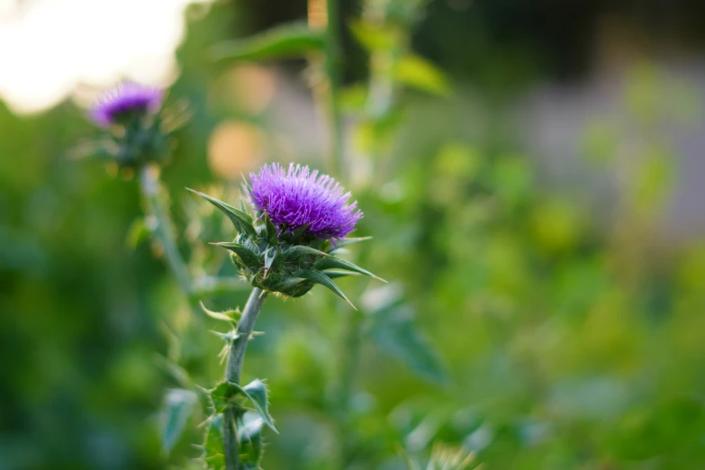 a purple flower in the middle of green foliage