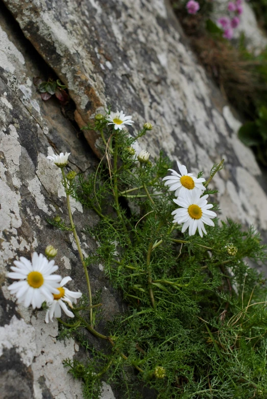 there is some flowers growing on the side of a wall