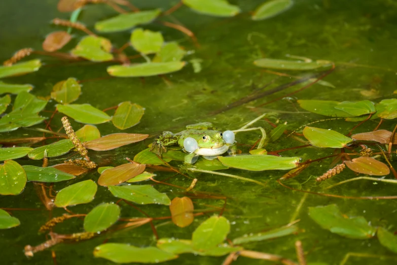 a small bug on top of leaves in the water