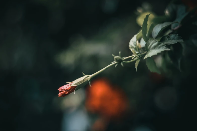 closeup of a bud in a tree with blurry background