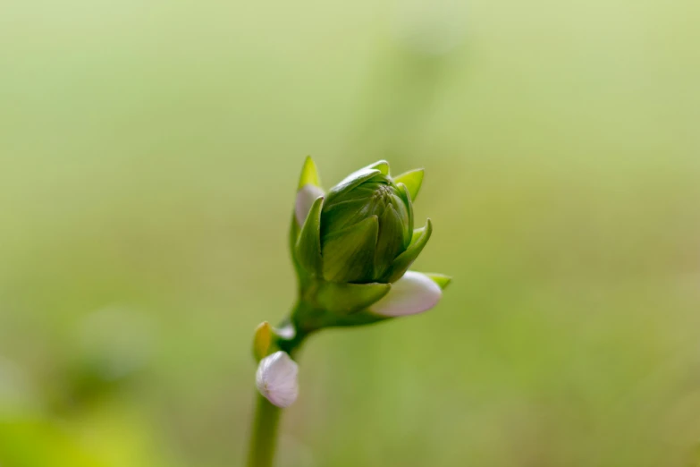 a single budding plant with a soft blurry background