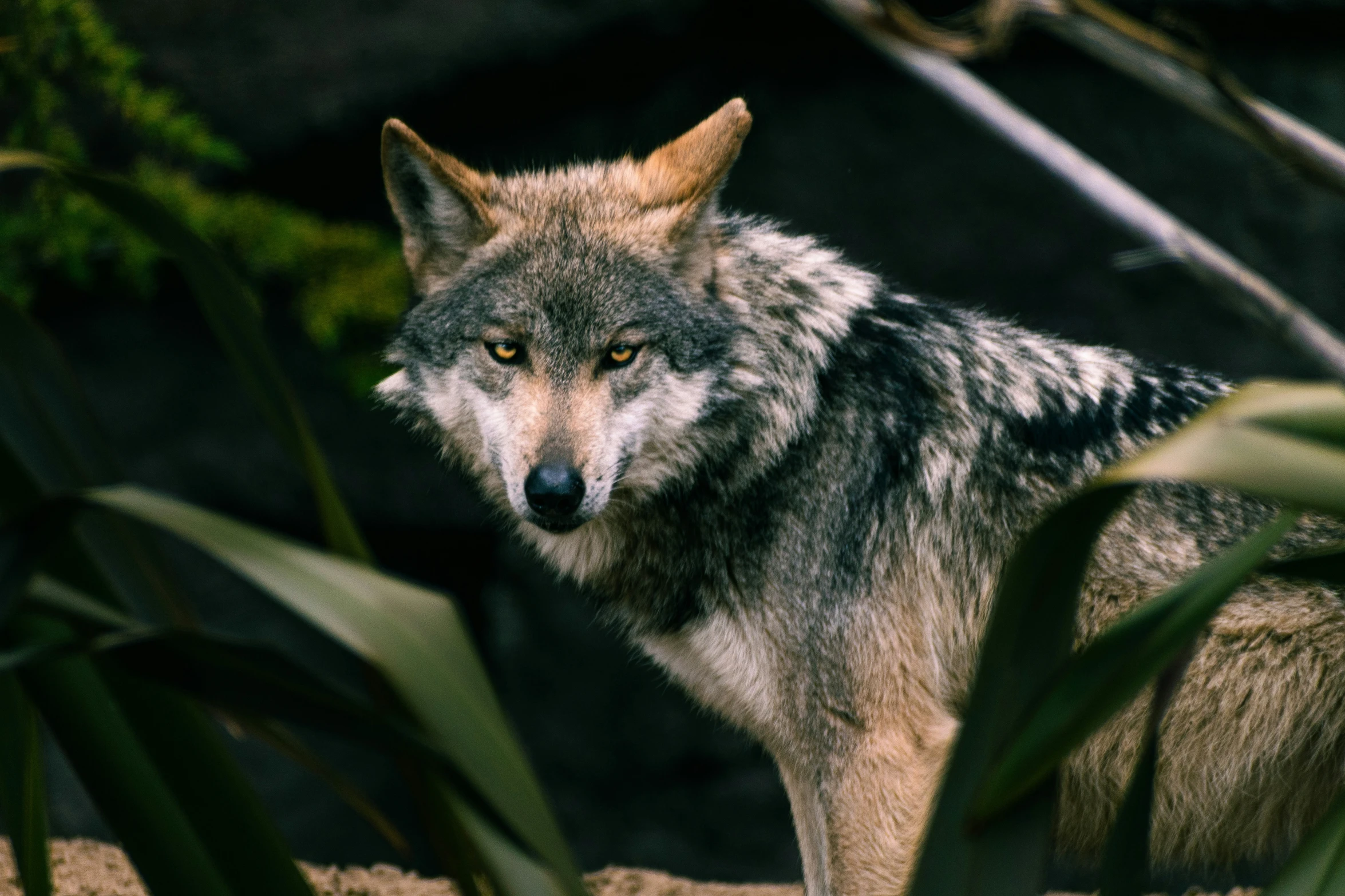 a close up of a wolf near some plants