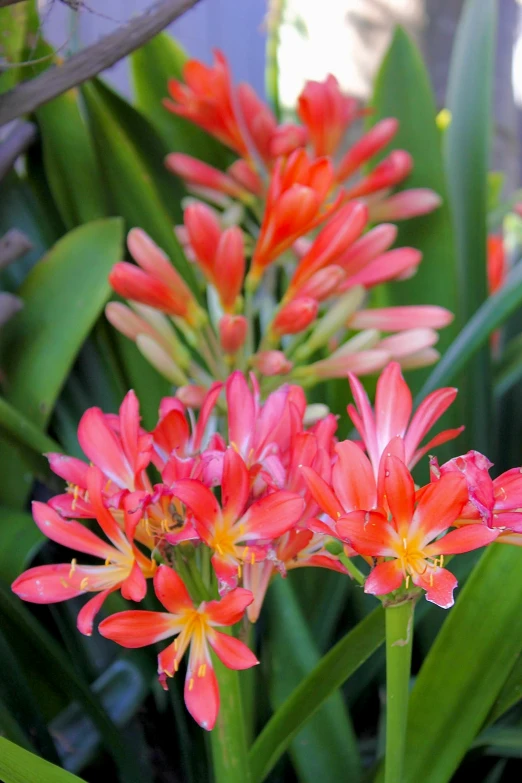 some very pretty flowers by some green leaves