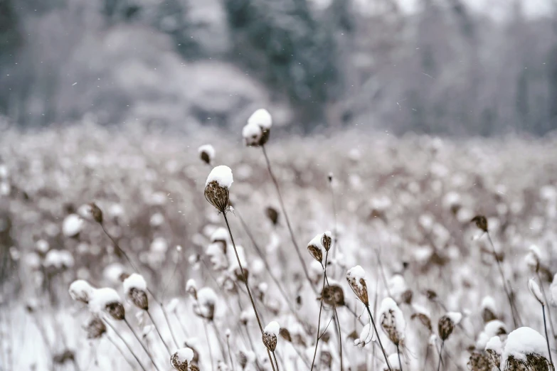 a field that has very many weeds in it