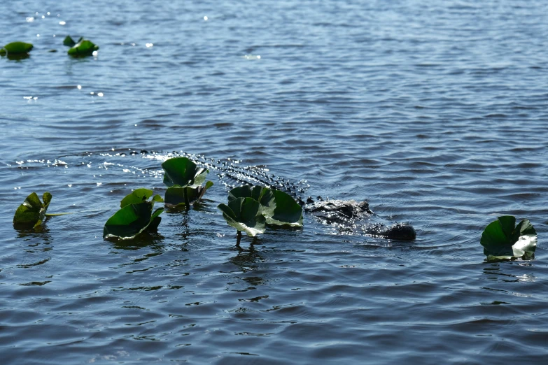 several green plants are floating in the water