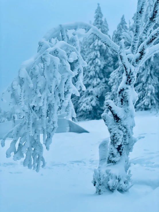 there is a tree nch covered in snow