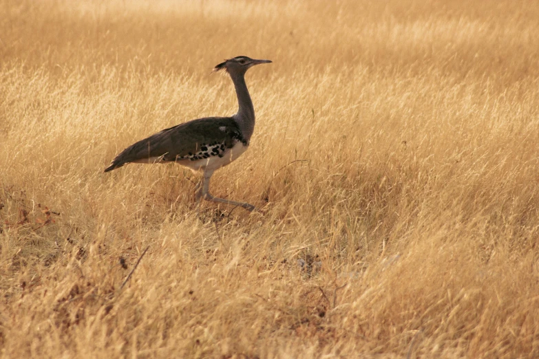 an adult stork walks in the tall grass