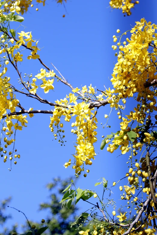 yellow flowers on a tree in a park