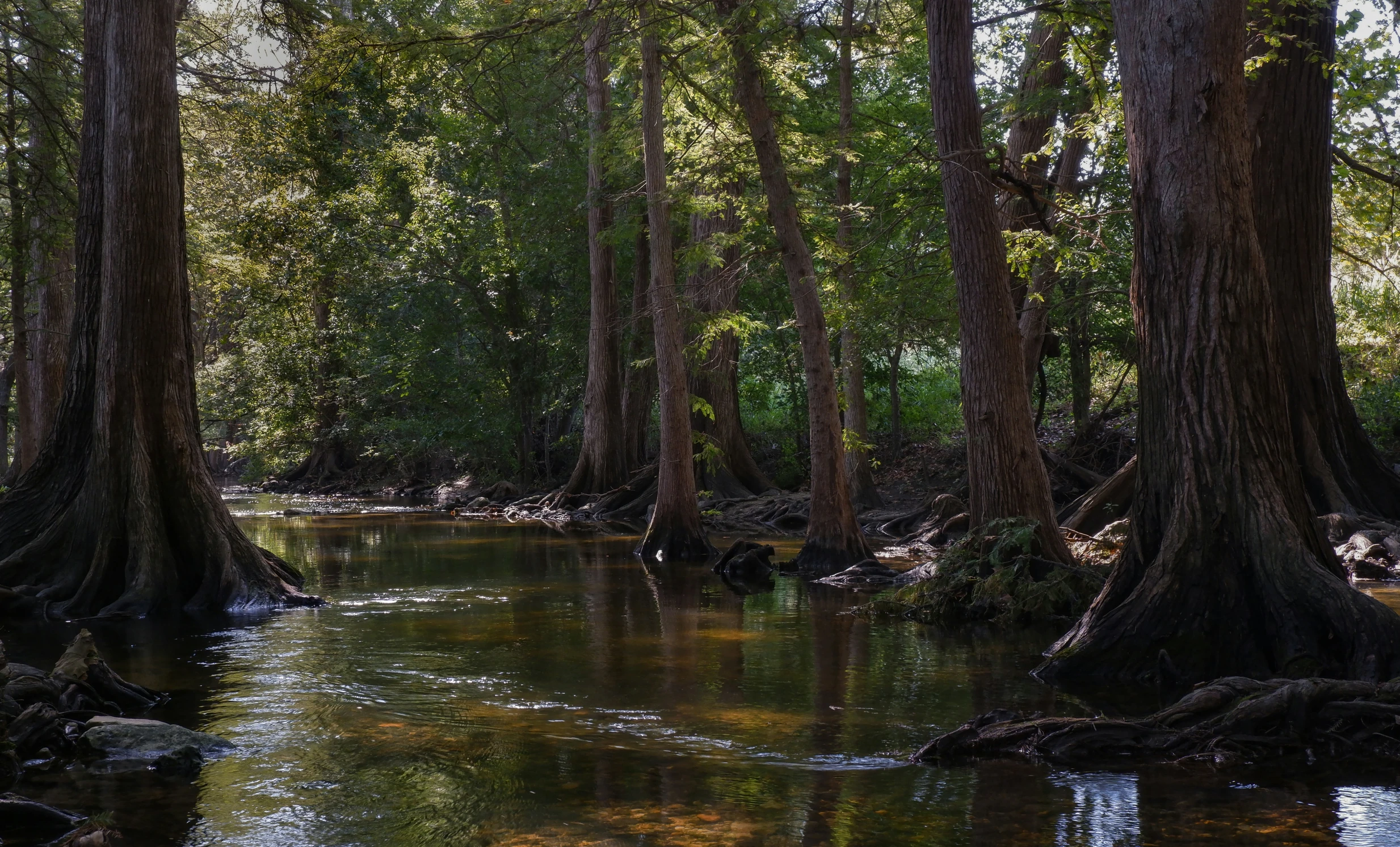 a small creek is running through the woods