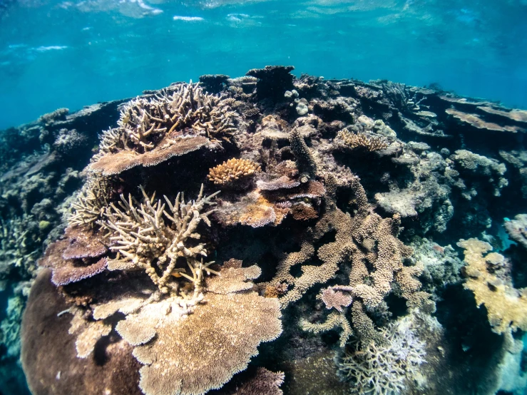 the underwater picture shows the corals and coral bars