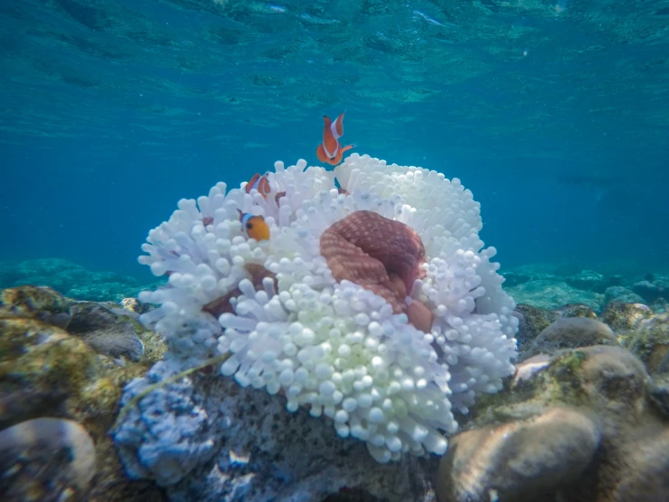 a sea life exhibit with a fish and coral