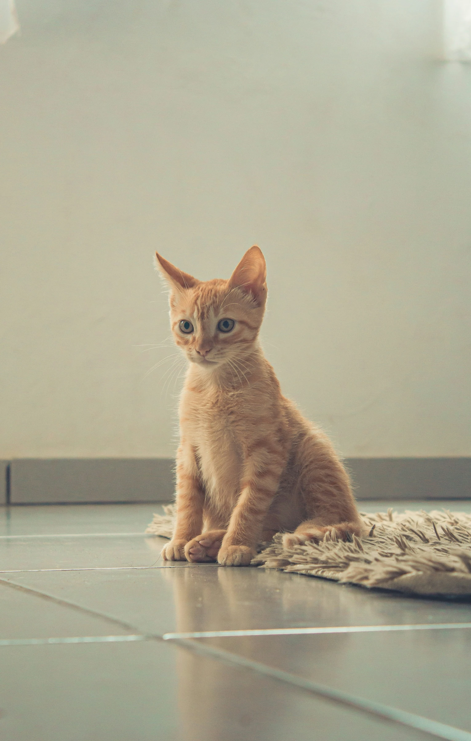 a small orange cat is sitting on the ground