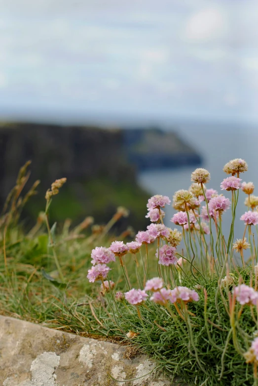 some flowers are in front of a cliff with water