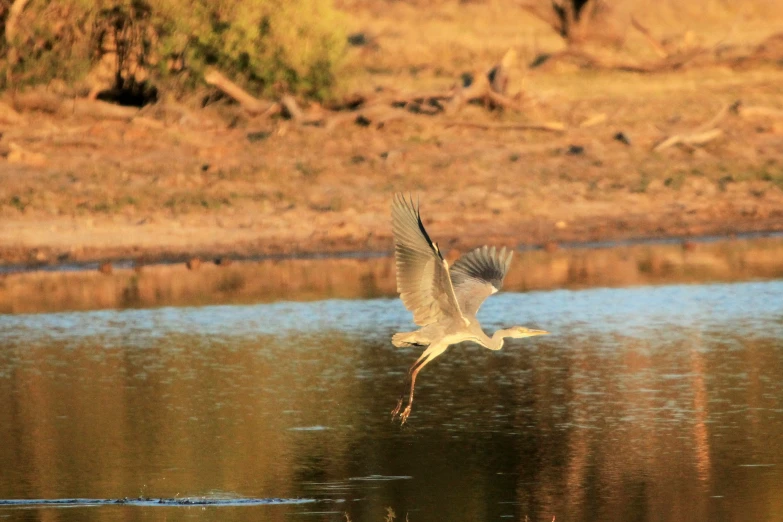 bird taking flight over water near tree lined area