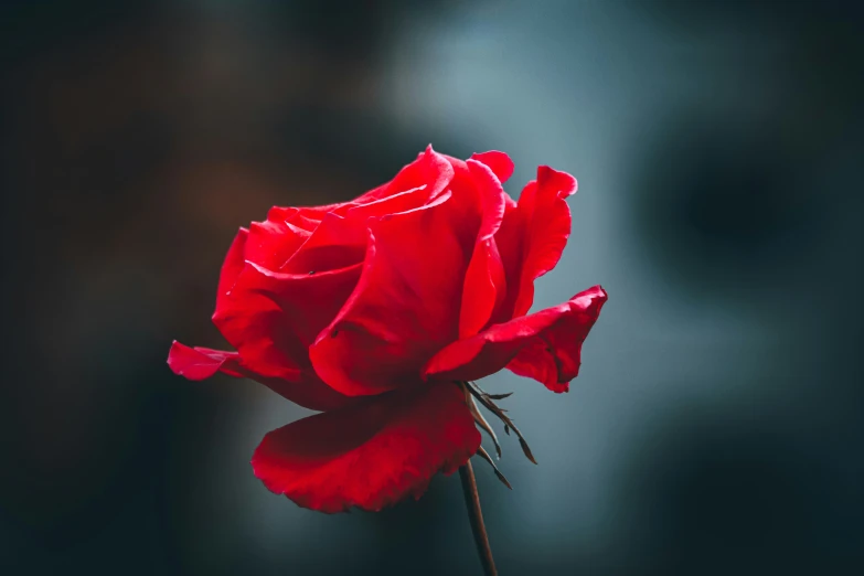a close up of a red rose with only a few petals
