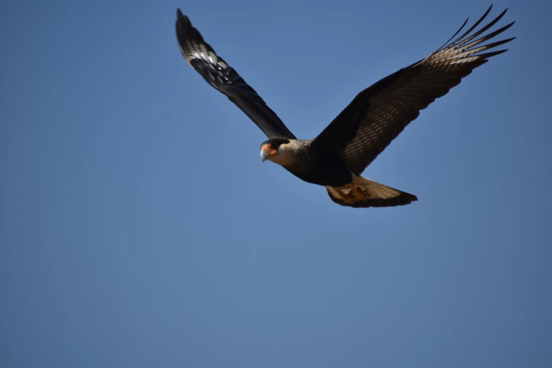 a black and white bird is flying across the sky