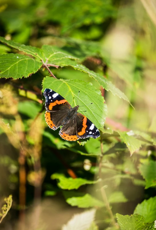 a red and black erfly sitting on top of a leaf