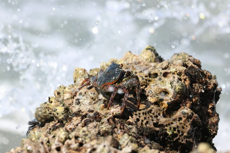 a beetle is sitting on some rocks by the water