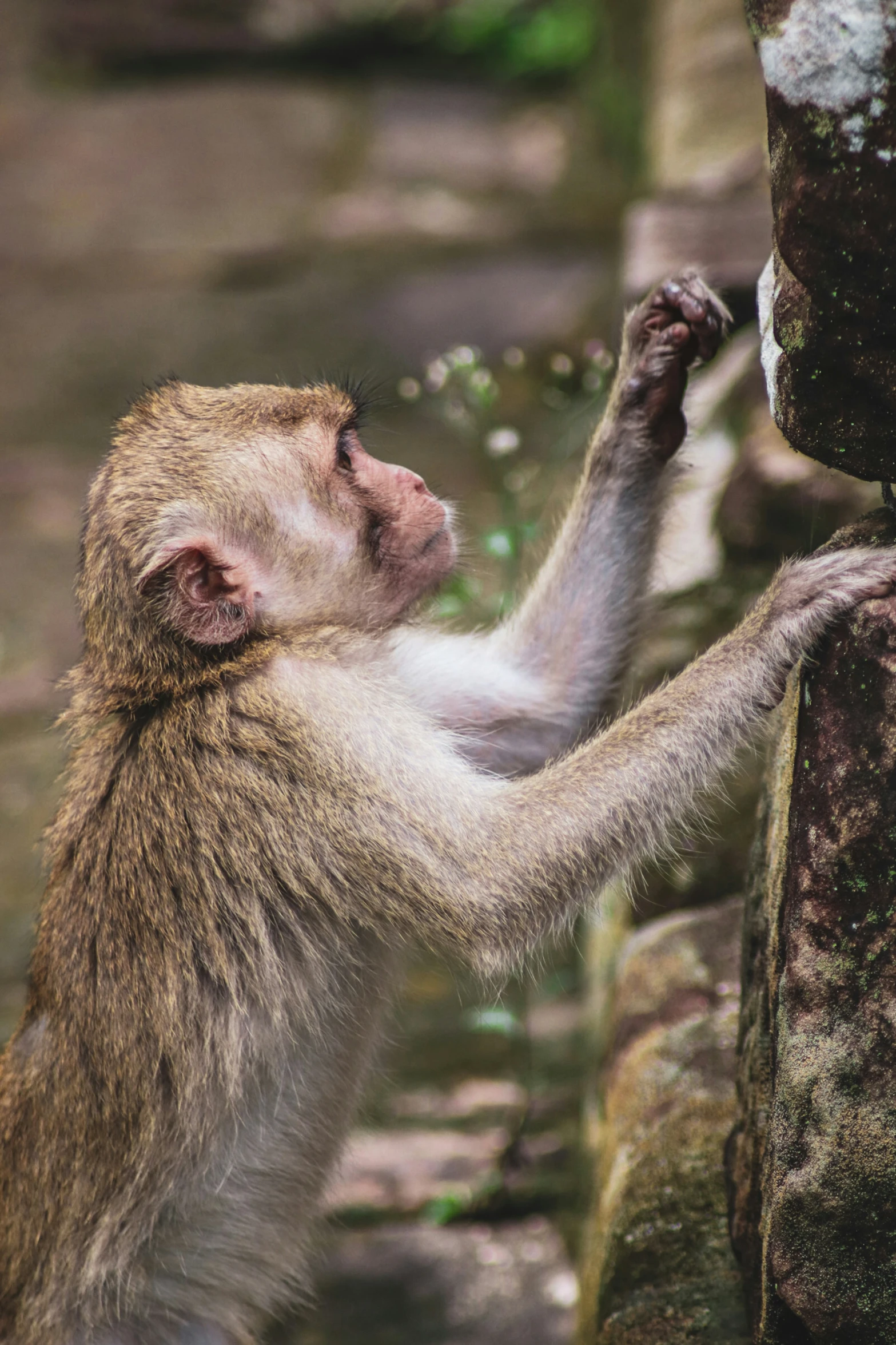 a small monkey standing on its hind legs reaching for a piece of food