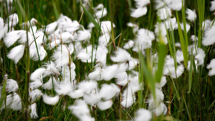 there are very small, white flowers in the field