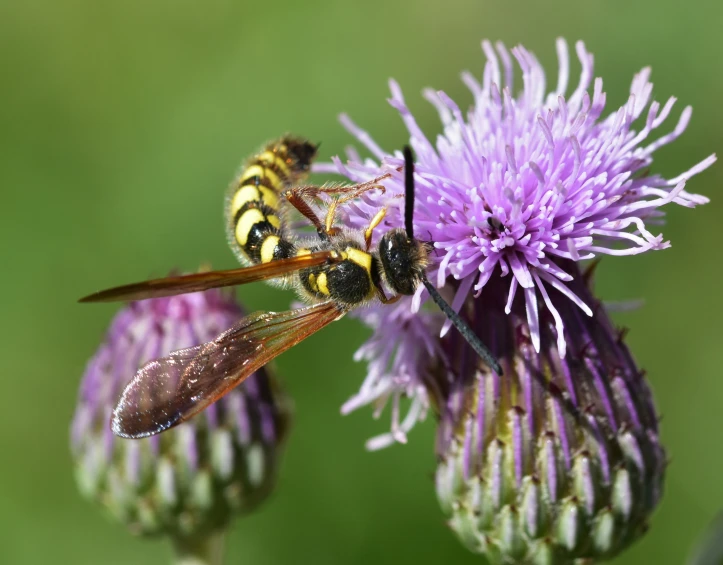 a few bees are sitting on some flowers