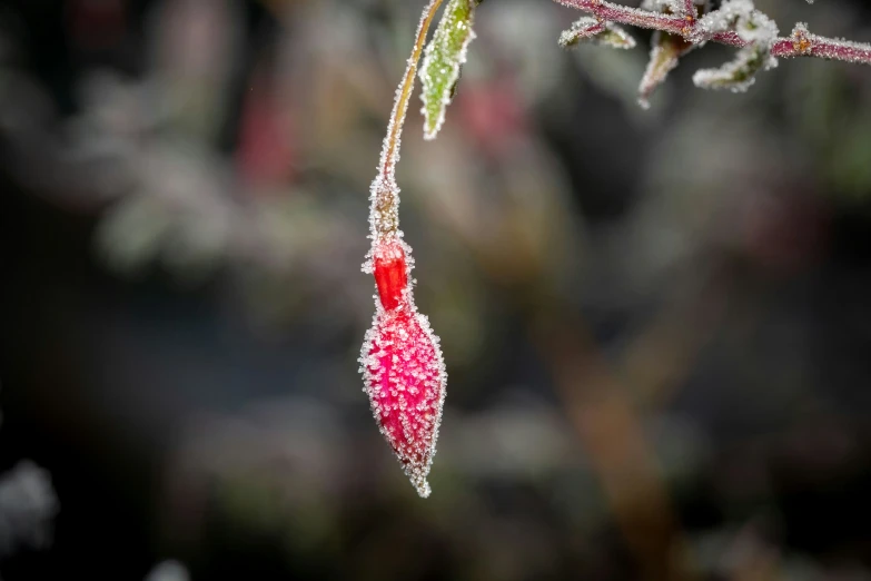 a red flower is hanging from a nch