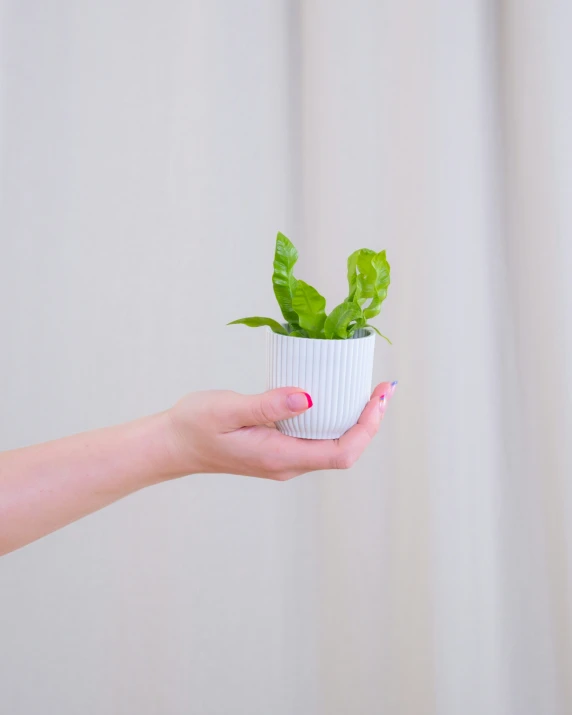 a person holding a small plant in a white vase