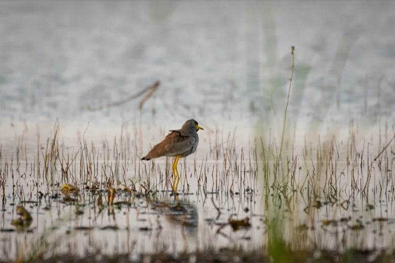 a bird stands in the water looking for food