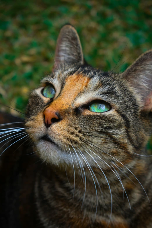 a close up of a cat looking into the distance