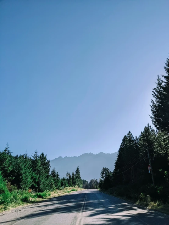 the street through the pine forest is empty