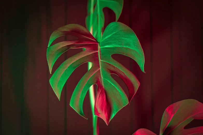 a large green plant with lots of red and green leaves