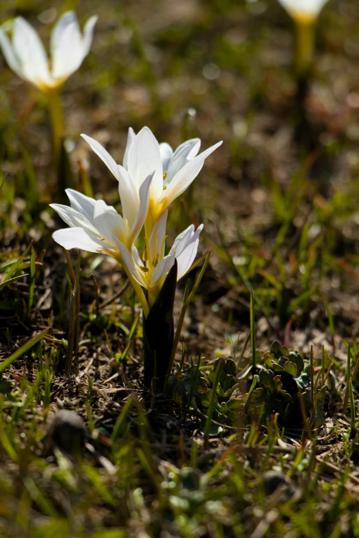 two white flowers sit in the grass