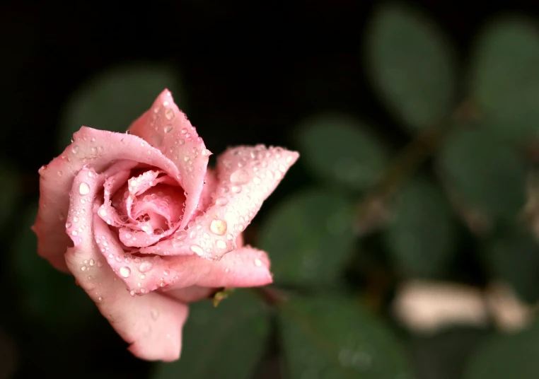 a pink rose is on the stem of a bush