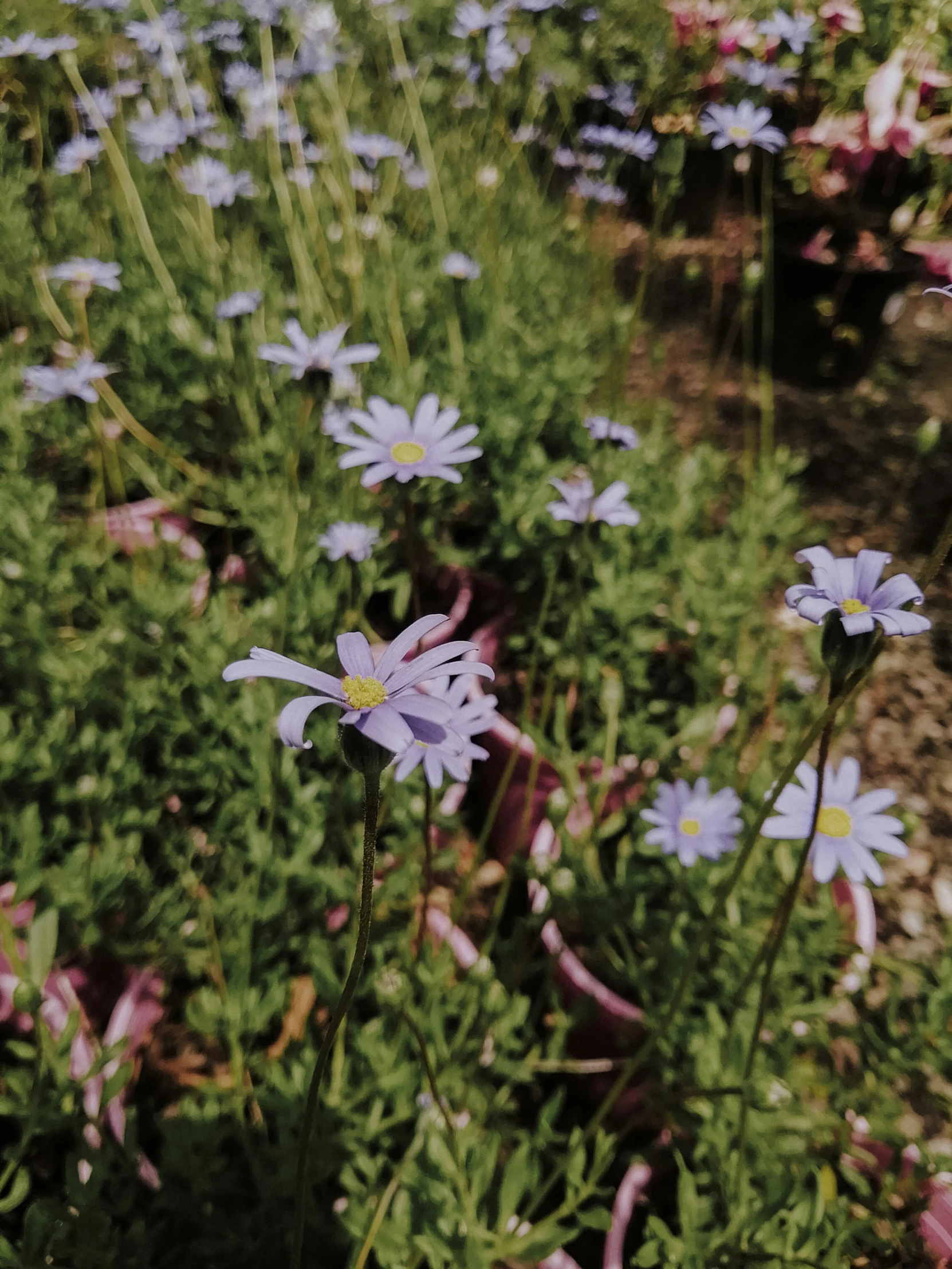 purple and white flowers in a grassy meadow